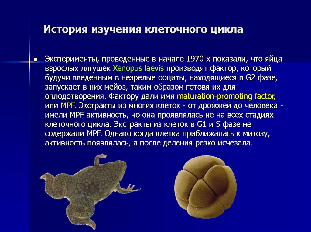 История изучения клеточного цикла