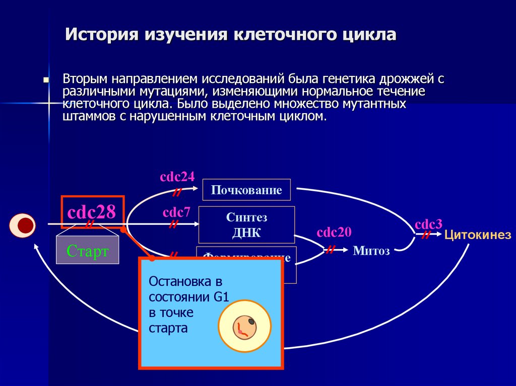 История изучения клеточного цикла