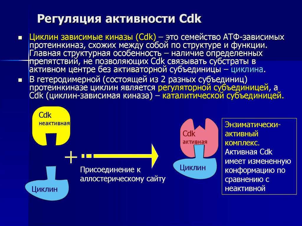 Регуляция активности Cdk