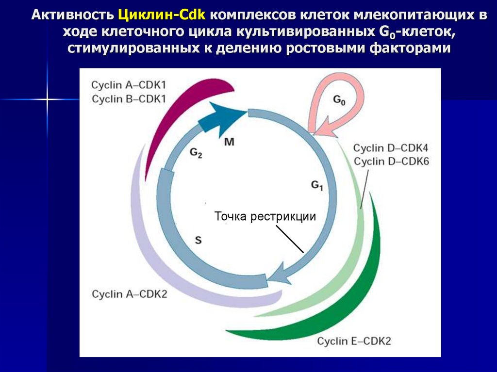 Активность Циклин-Cdk комплексов клеток млекопитающих в ходе клеточного цикла культивированных G0-клеток, стимулированных к