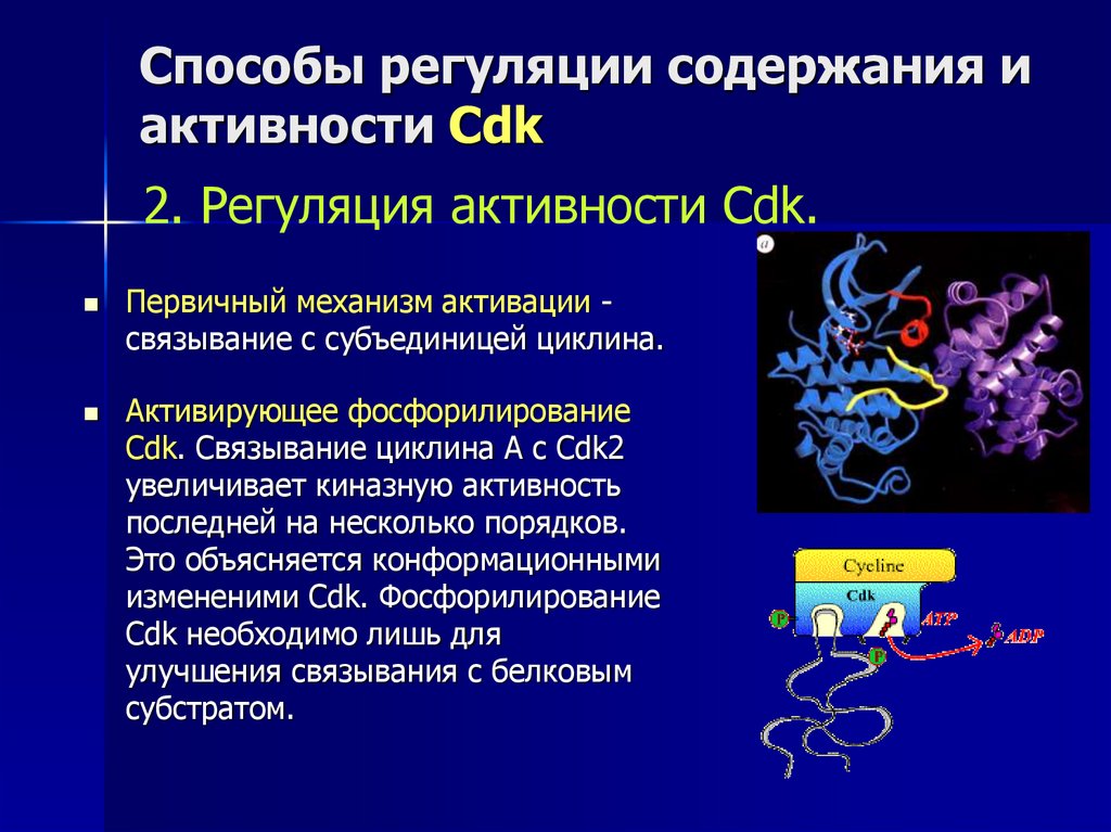 Способы регуляции содержания и активности Cdk