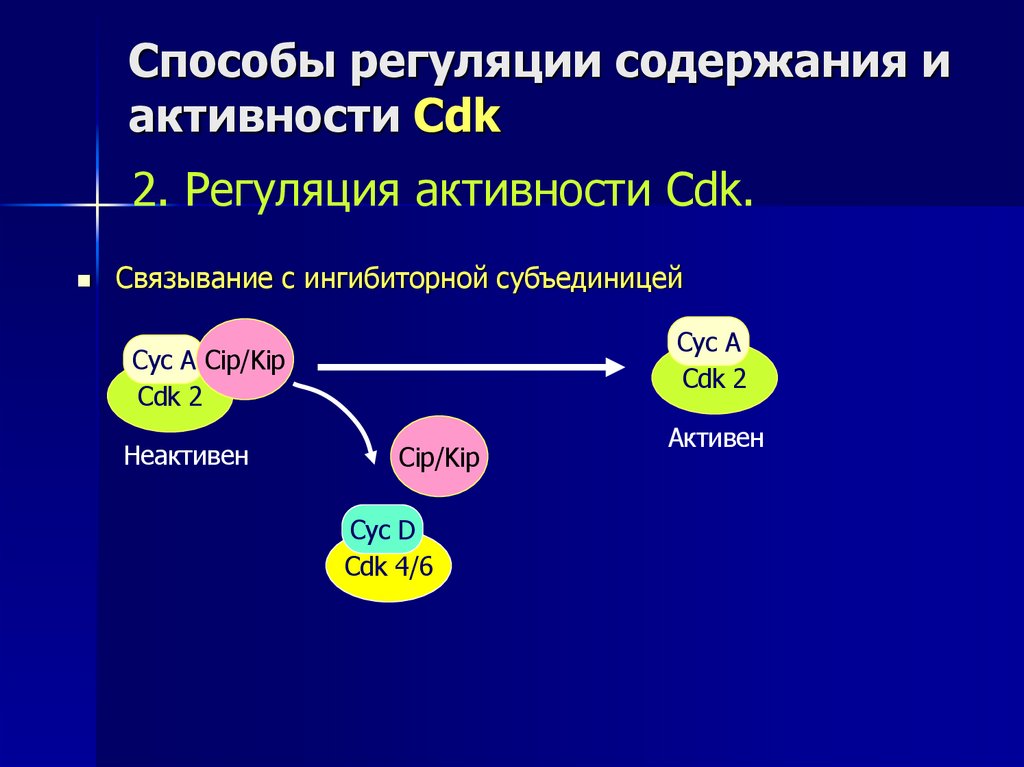 Способы регуляции содержания и активности Cdk
