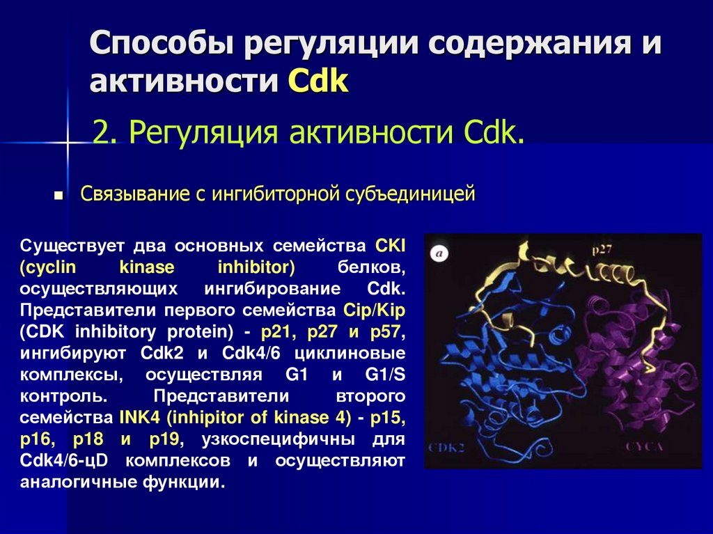 Способы регуляции содержания и активности Cdk