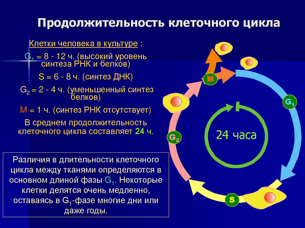 Продолжительность клеточного цикла