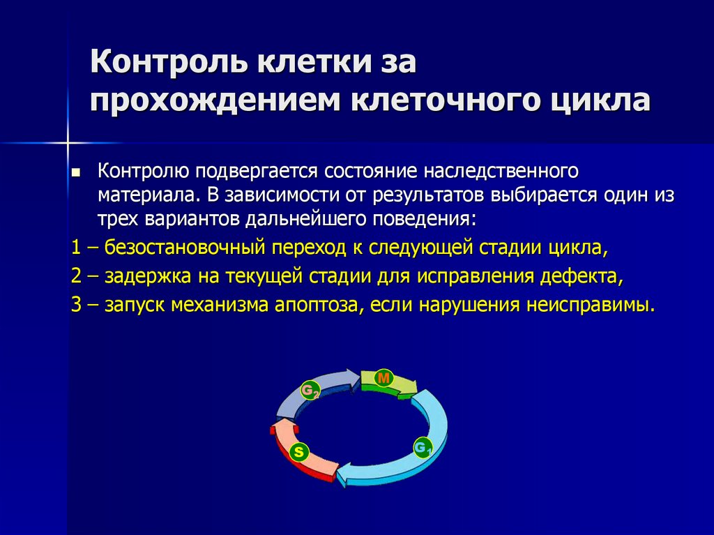 Контроль клетки за прохождением клеточного цикла