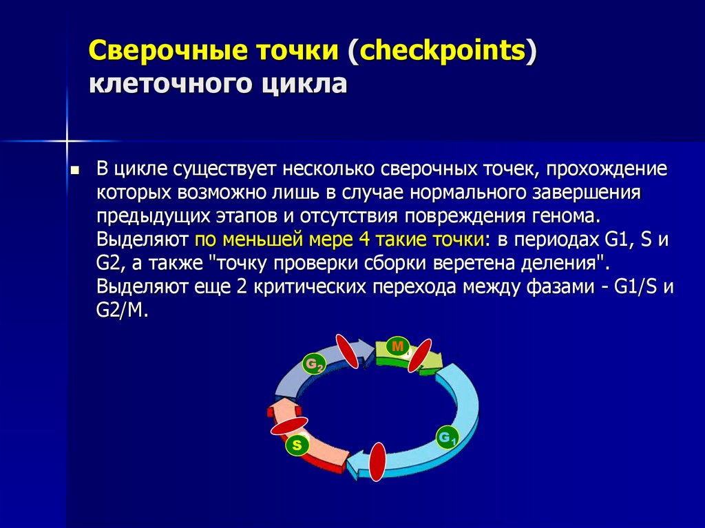 Сверочные точки (checkpoints) клеточного цикла