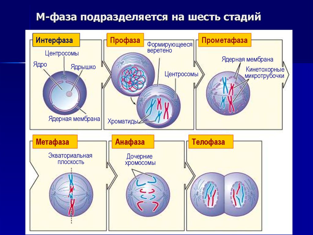 М-фаза подразделяется на шесть стадий