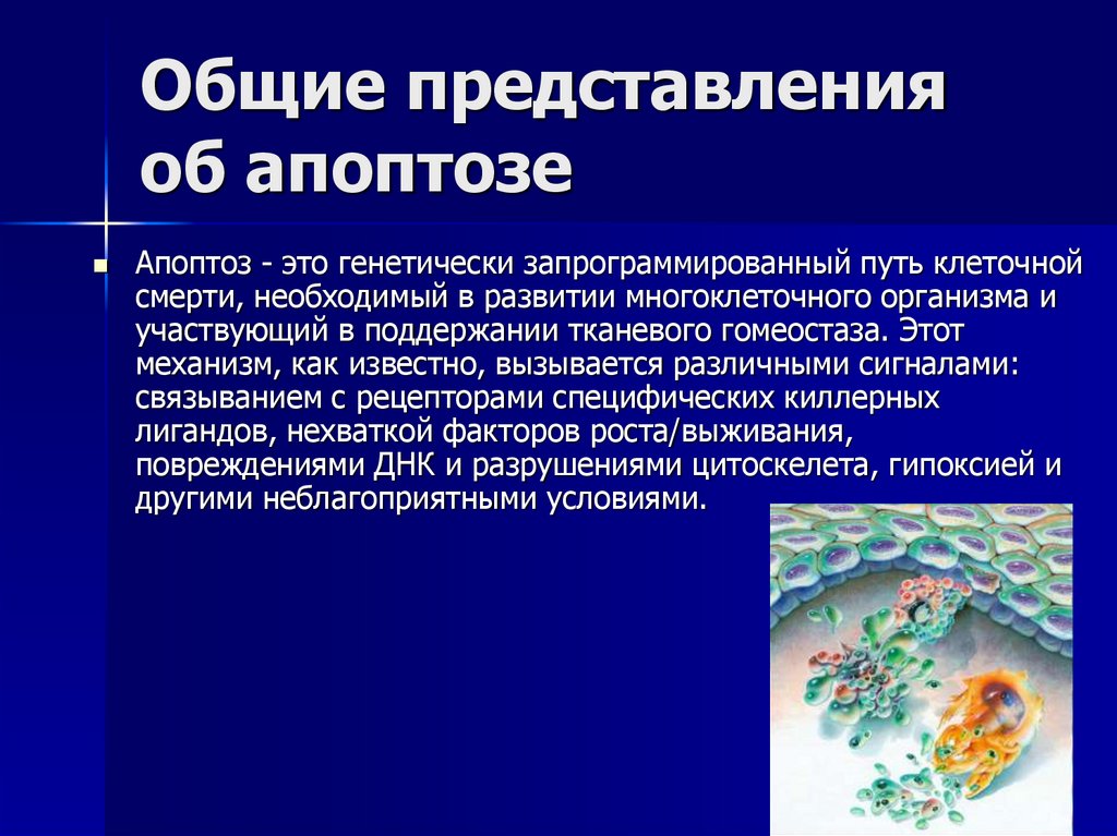 Общие представления об апоптозе