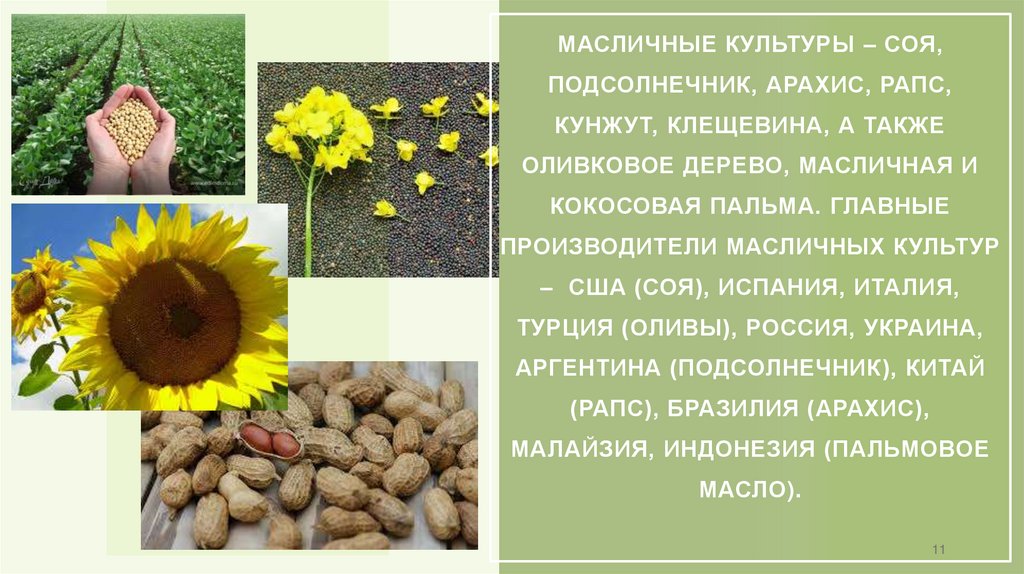 Масличные культуры – соя, подсолнечник, арахис, рапс, кунжут, клещевина, а также оливковое дерево, масличная и кокосовая