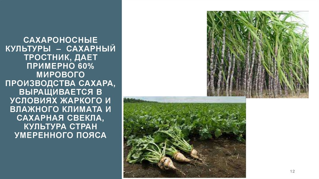 Сахароносные культуры – сахарный тростник, Дает примерно 60% мирового производства сахара, выращивается в условиях жаркого и
