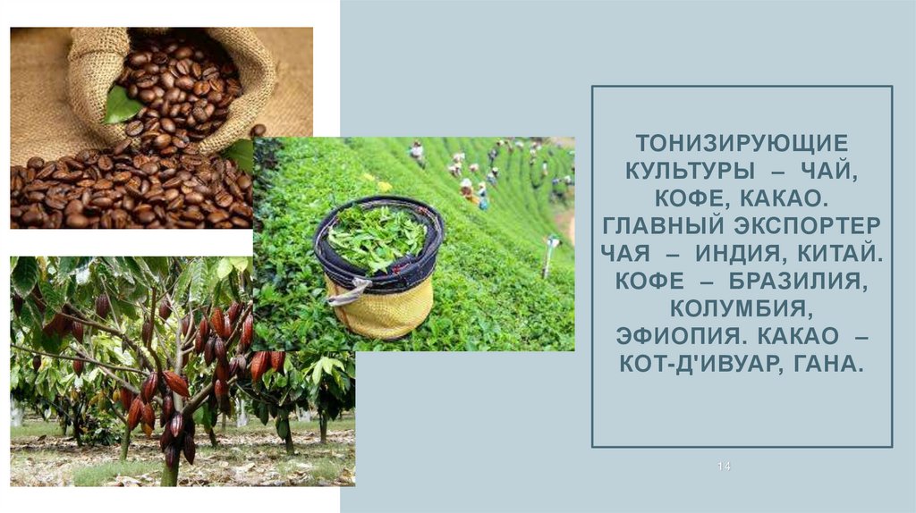 Тонизирующие культуры – чай, кофе, какао. Главный экспортер чая – Индия, Китай. кофе – Бразилия, Колумбия, Эфиопия. какао –