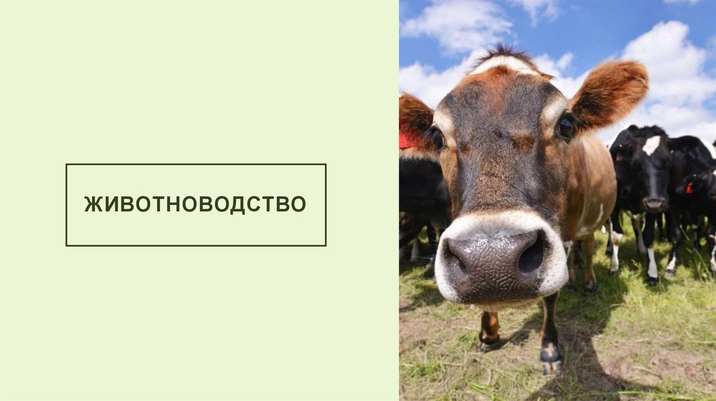 Животноводство