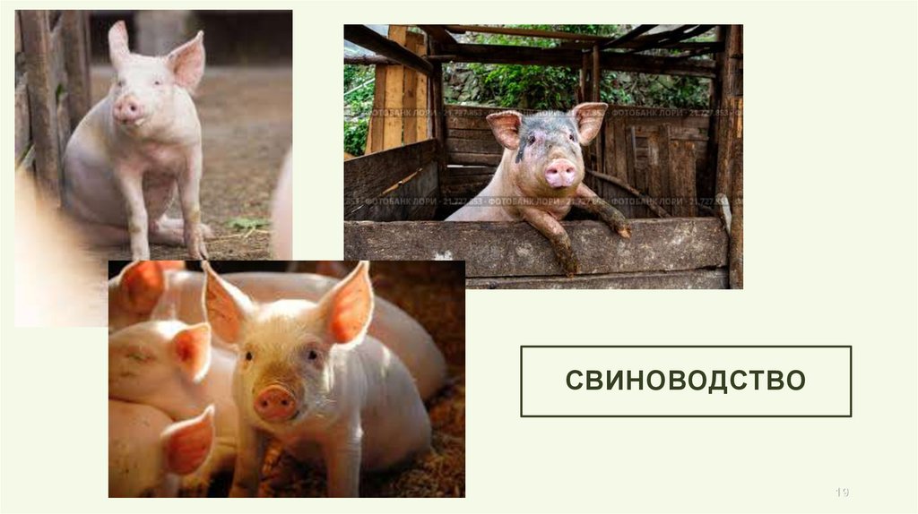 Свиноводство