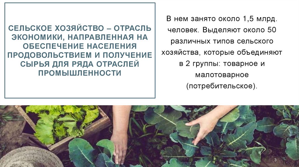 Сельское хозяйство – отрасль экономики, направленная на обеспечение населения продовольствием и получение сырья для ряда