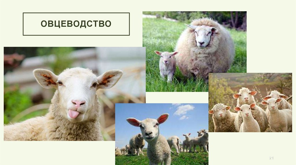 Овцеводство