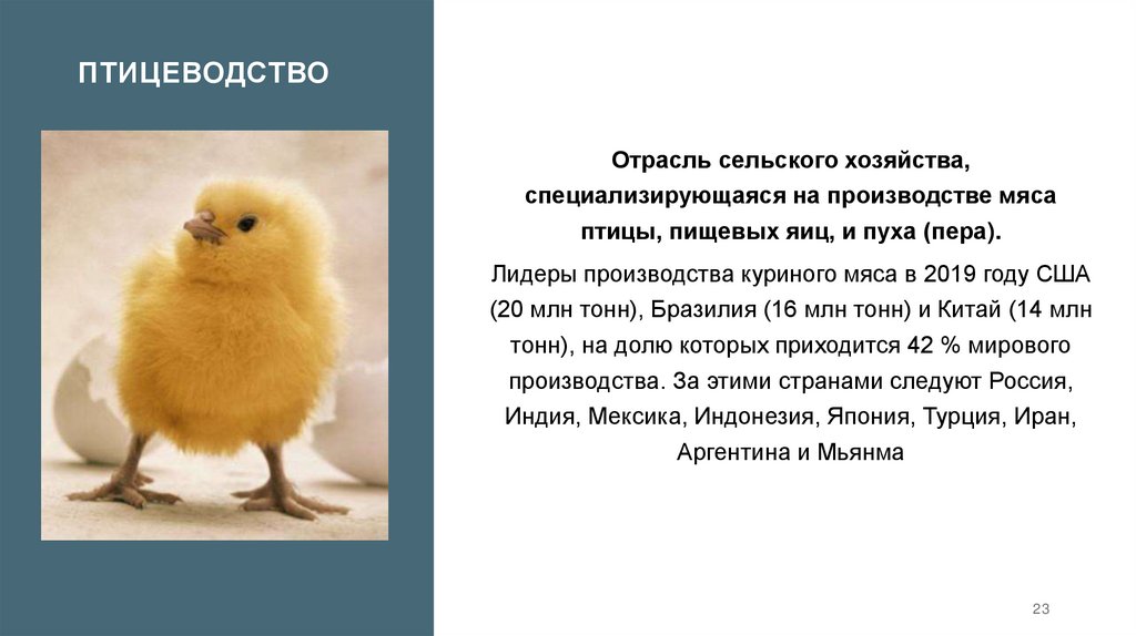 Птицеводство