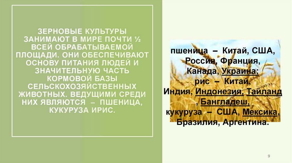 Зерновые культуры занимают в мире почти ½ всей обрабатываемой площади. Они Обеспечивают основу питания людей и значительную