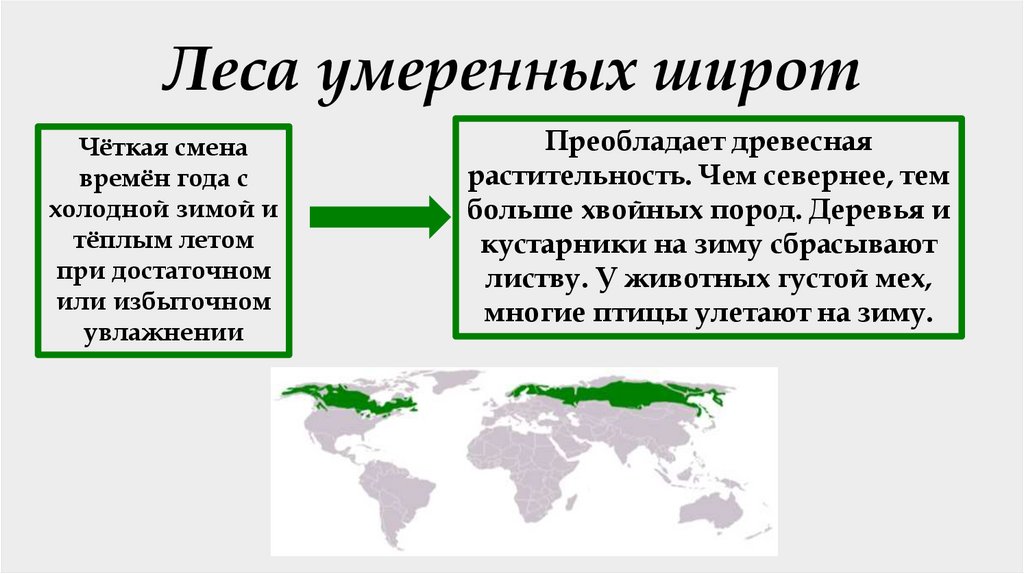 Леса умеренных широт