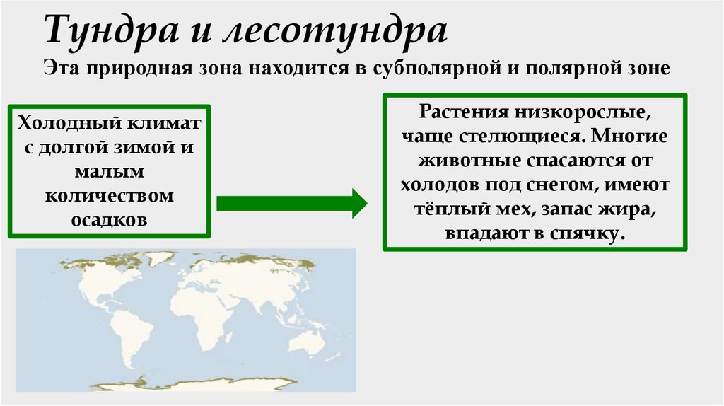 Тундра и лесотундра Эта природная зона находится в субполярной и полярной зоне