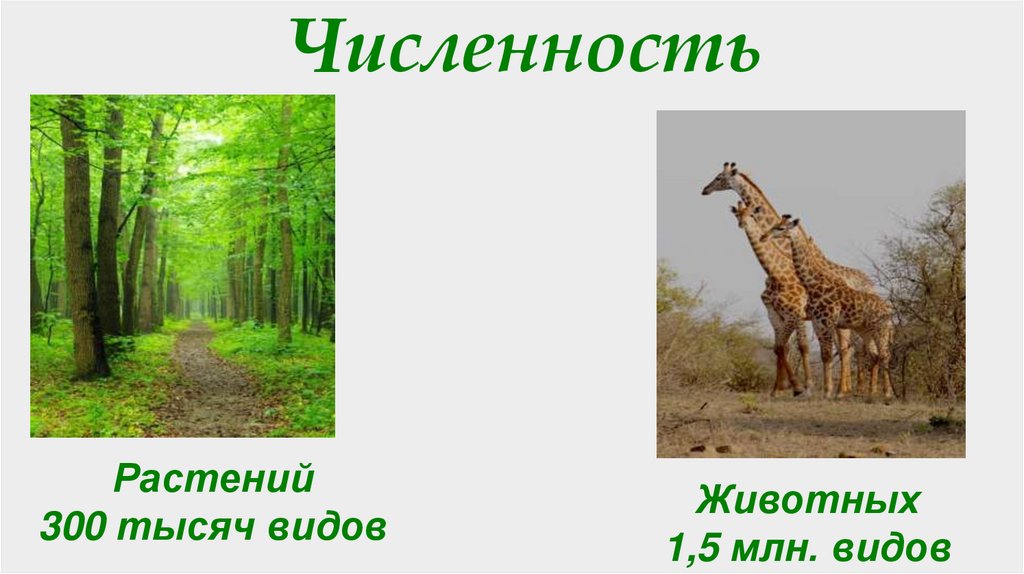 Численность