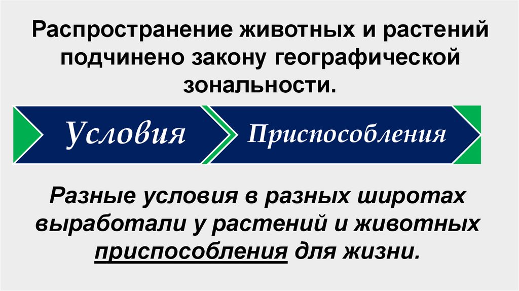 Распространение животных и растений подчинено закону географической зональности.
