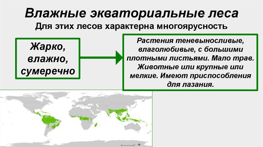 Влажные экваториальные леса Для этих лесов характерна многоярусность