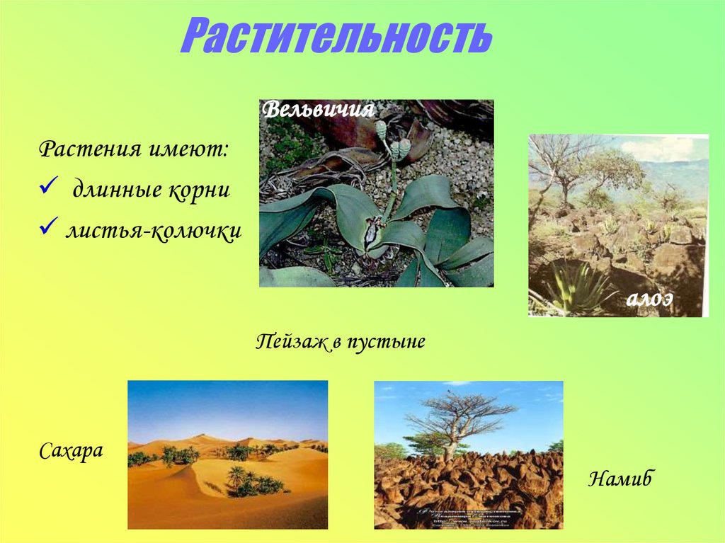 Растительность