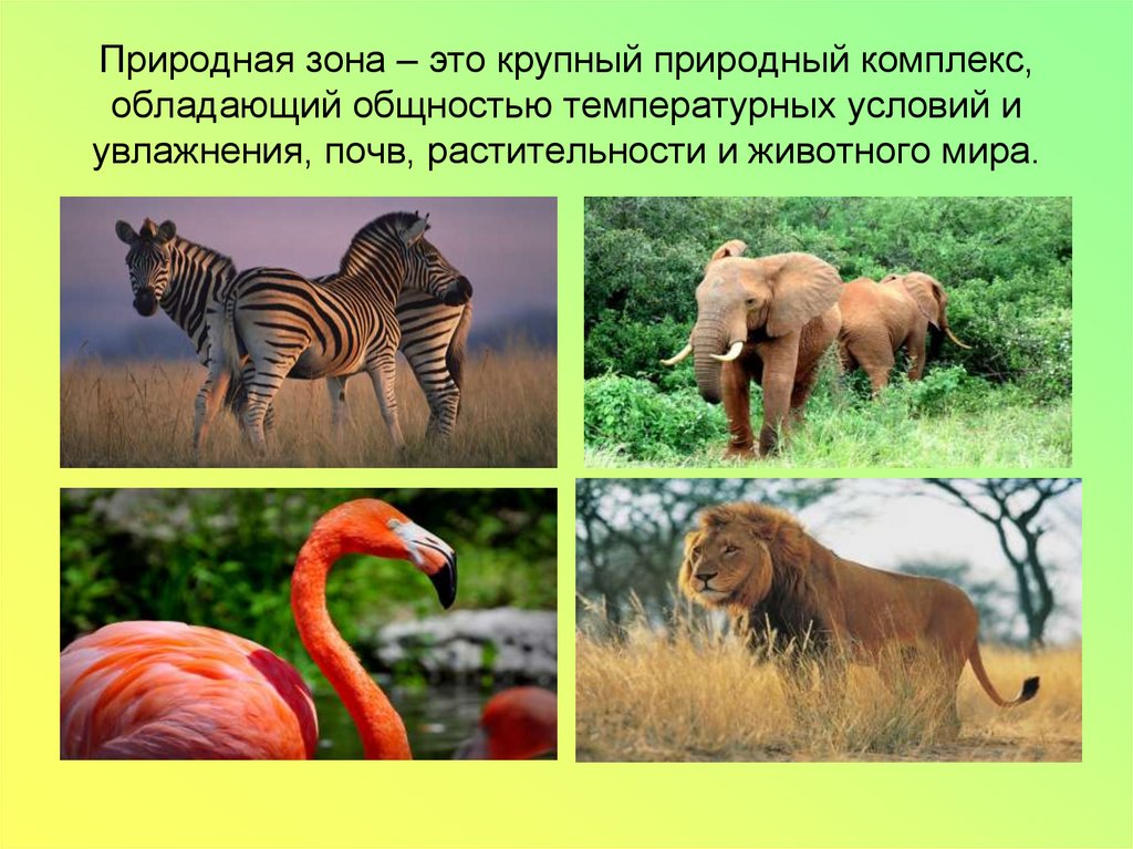 Природная зона – это крупный природный комплекс, обладающий общностью температурных условий и увлажнения, почв, растительности
