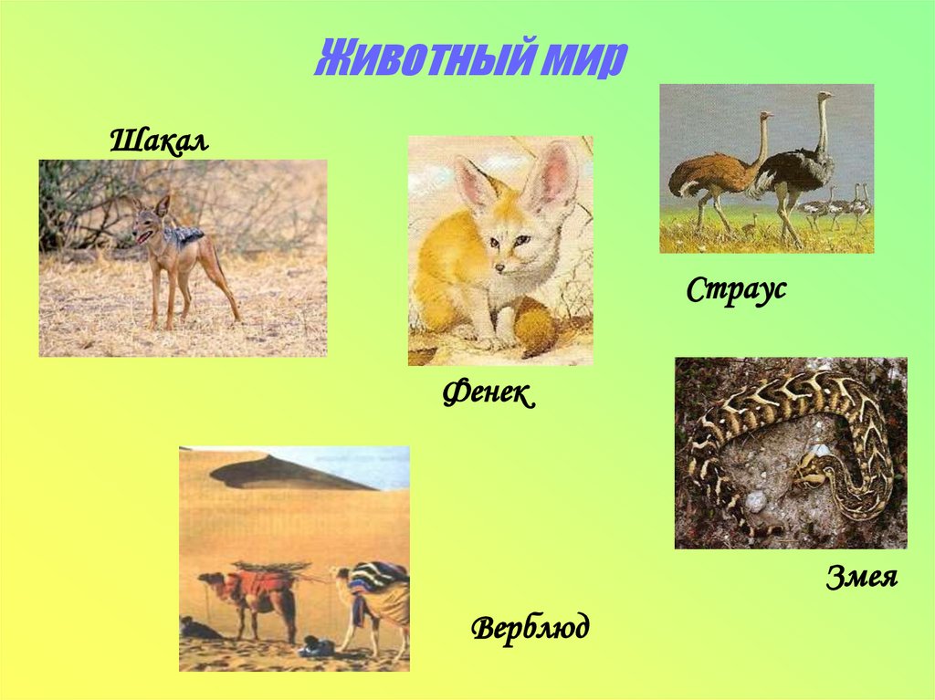 Животный мир