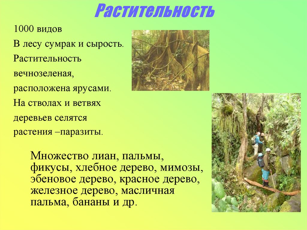 Растительность