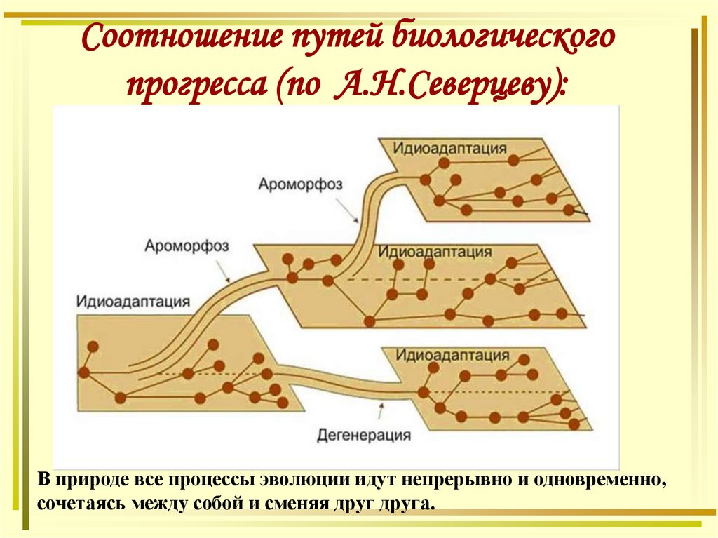 Соотношение путей биологического прогресса (по А.Н.Северцеву):