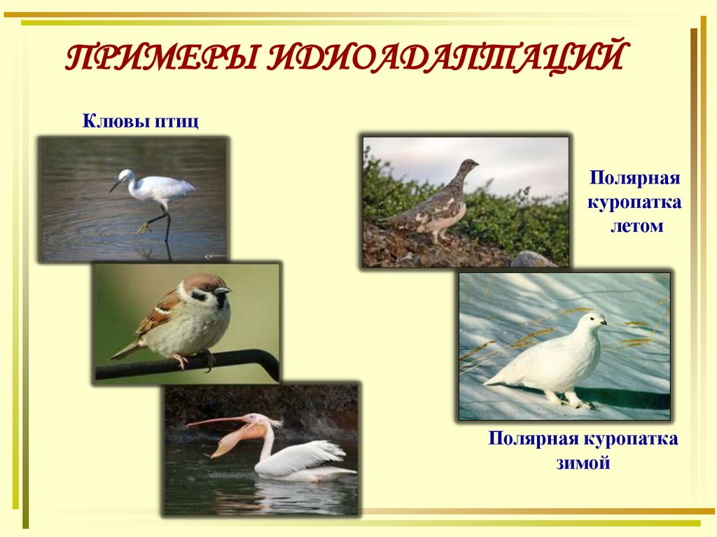 ПРИМЕРЫ ИДИОАДАПТАЦИЙ