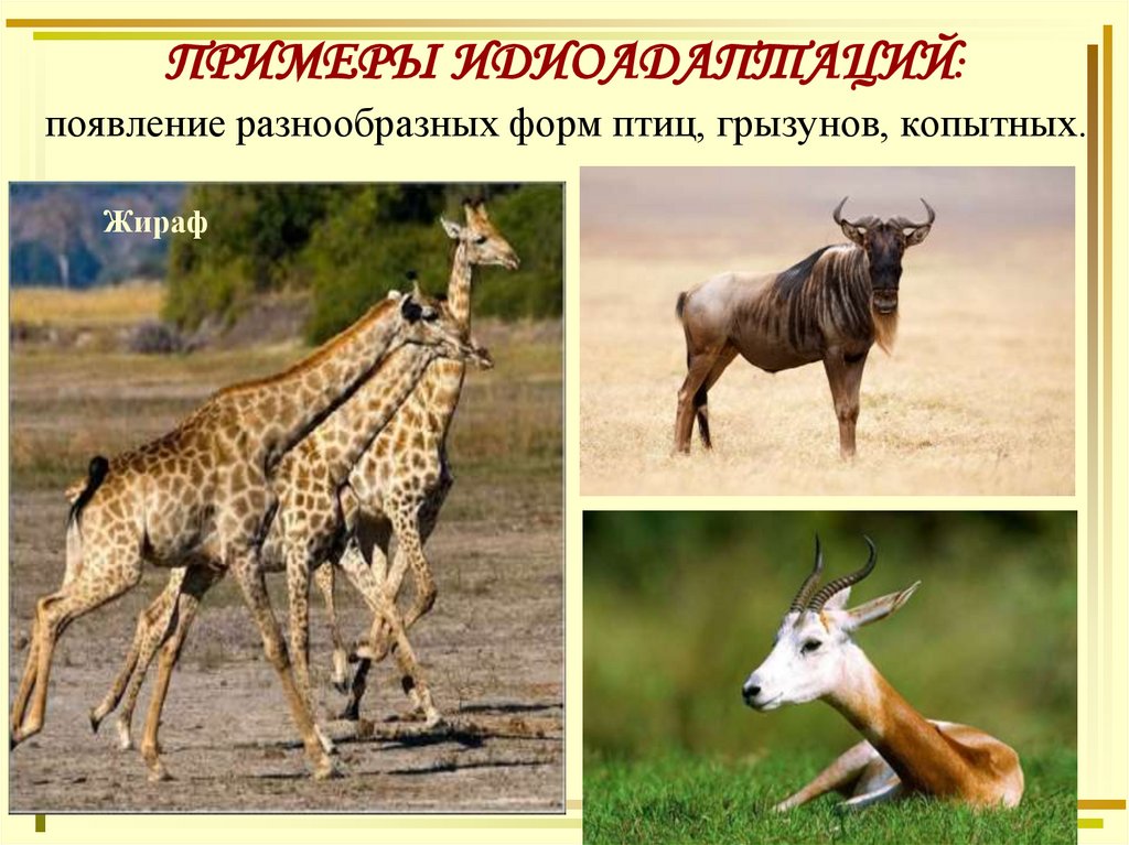 ПРИМЕРЫ ИДИОАДАПТАЦИЙ: появление разнообразных форм птиц, грызунов, копытных.