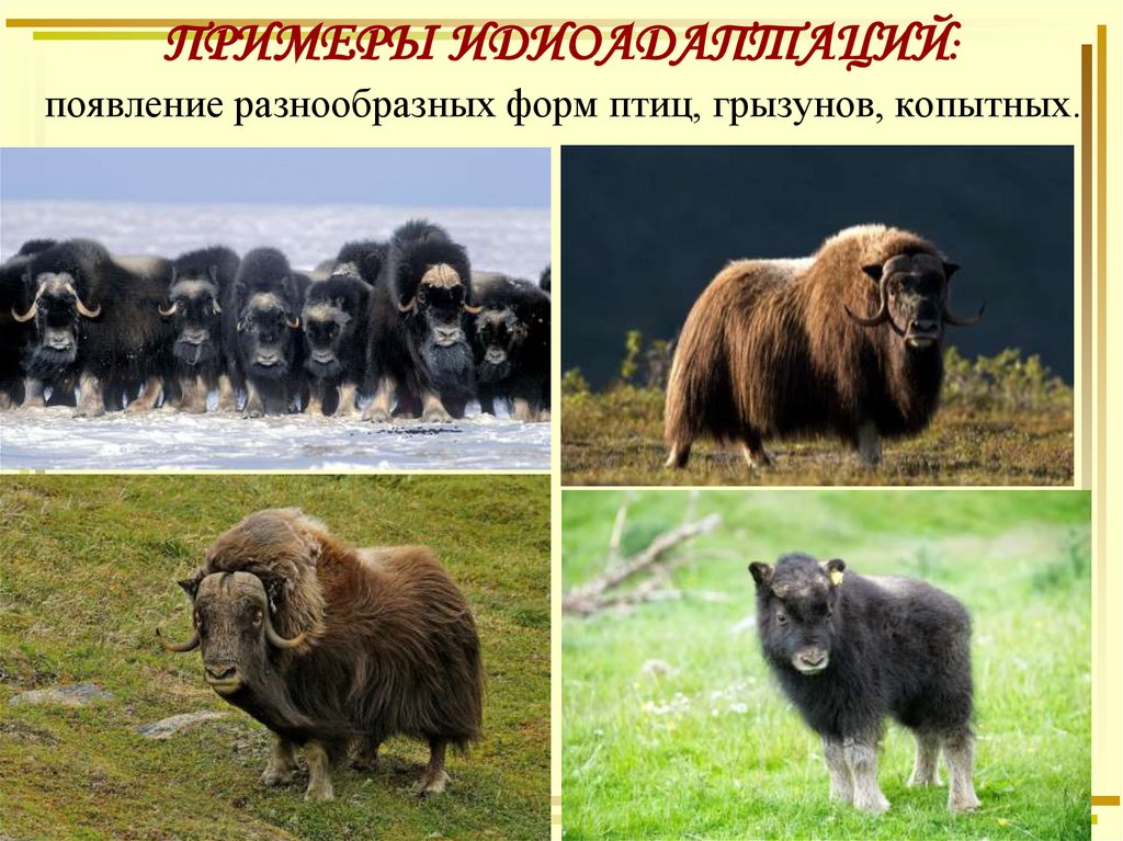 ПРИМЕРЫ ИДИОАДАПТАЦИЙ: появление разнообразных форм птиц, грызунов, копытных.