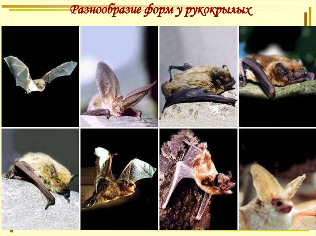 Разнообразие форм у рукокрылых