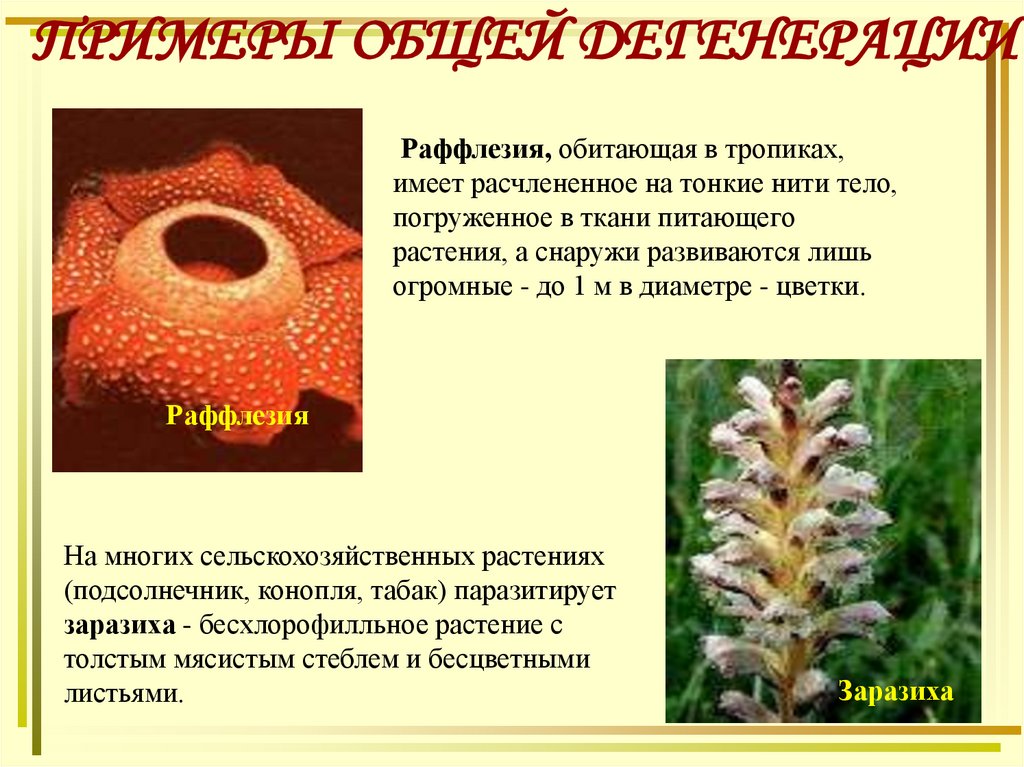 Раффлезия, обитающая в тропиках, имеет расчлененное на тонкие нити тело, погруженное в ткани питающего растения, а снаружи
