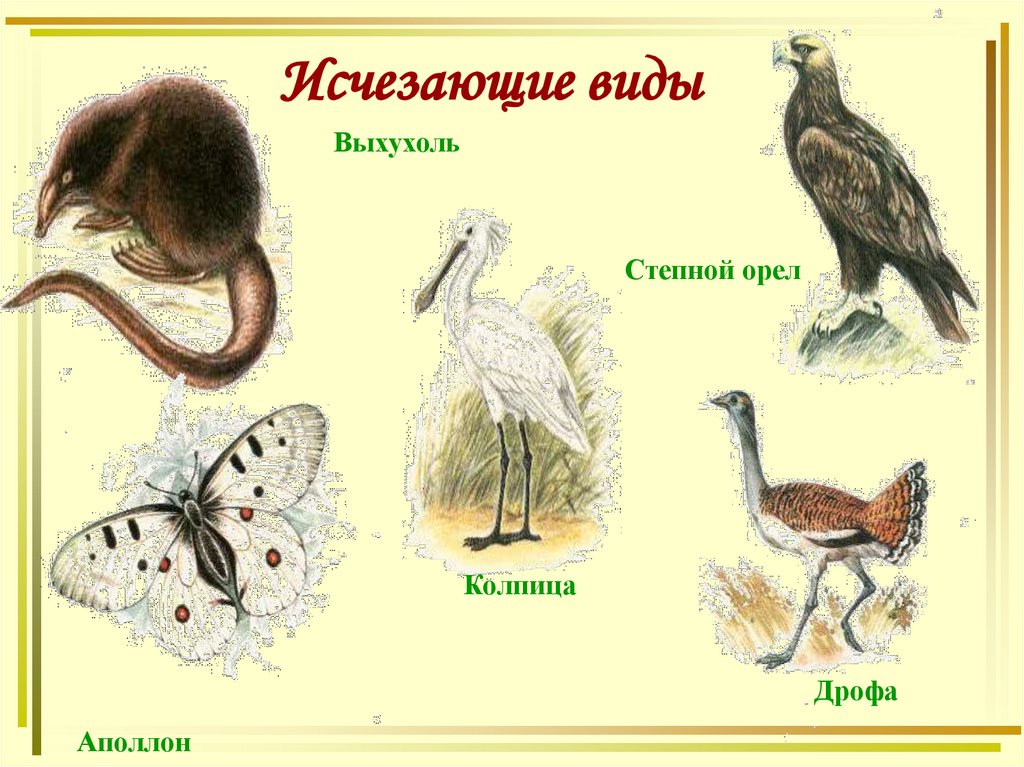 Исчезающие виды