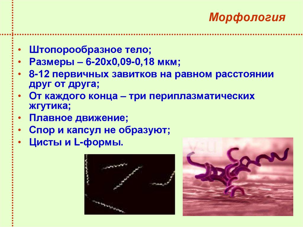 Морфология