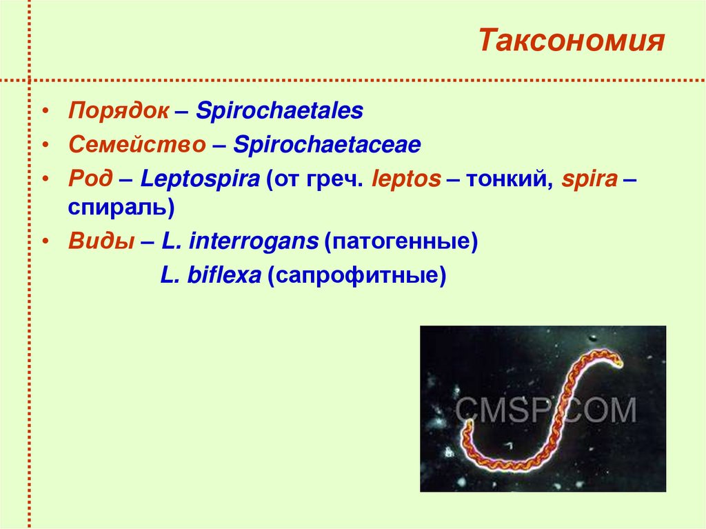 Таксономия