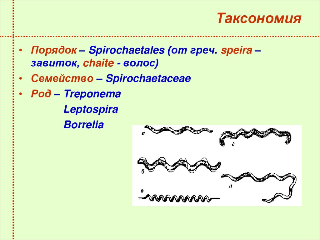 Таксономия