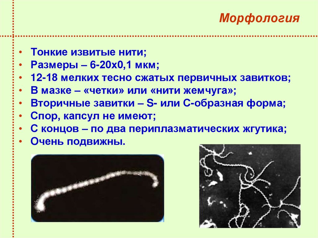 Морфология