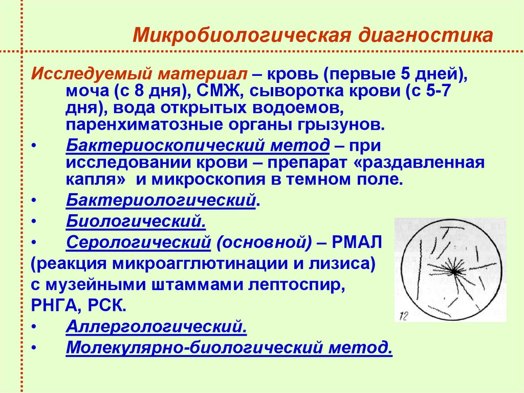 Микробиологическая диагностика