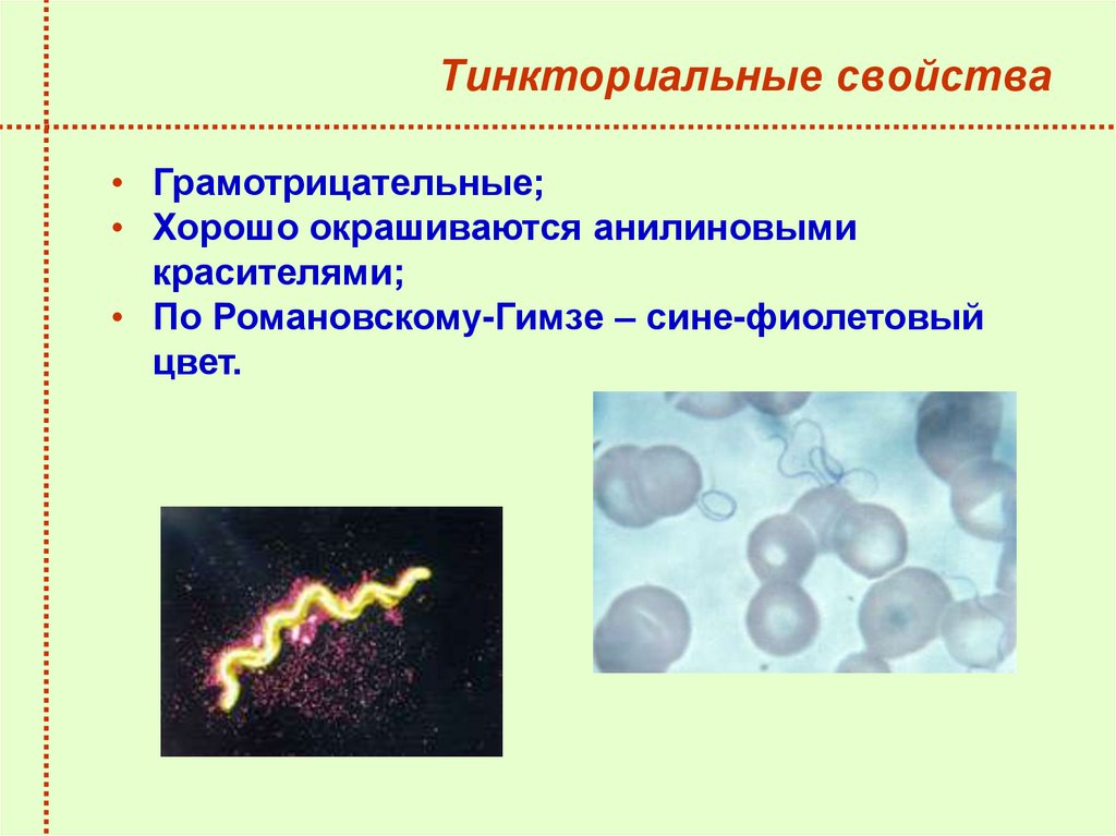 Тинкториальные свойства