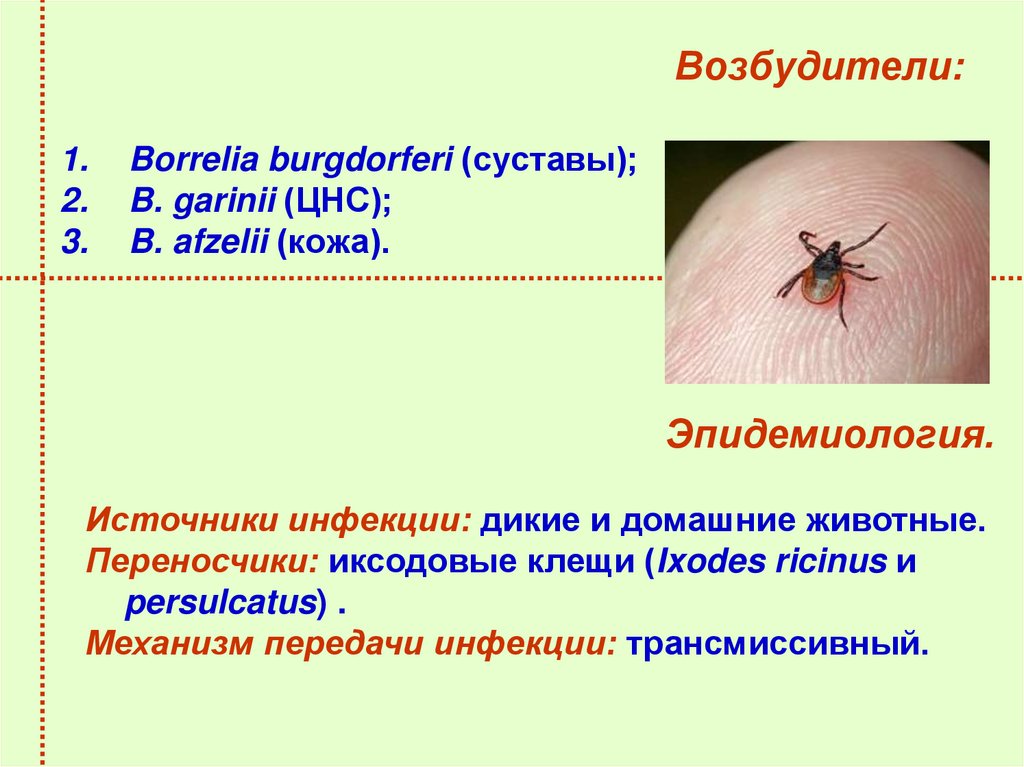 Возбудители: