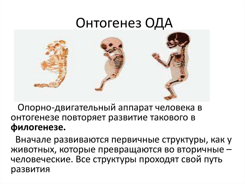 Онтогенез ОДА