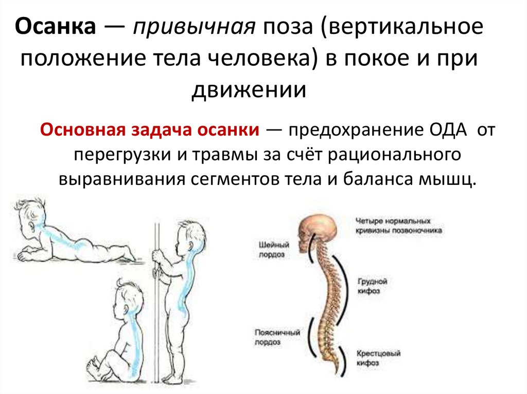Осанка — привычная поза (вертикальное положение тела человека) в покое и при движении