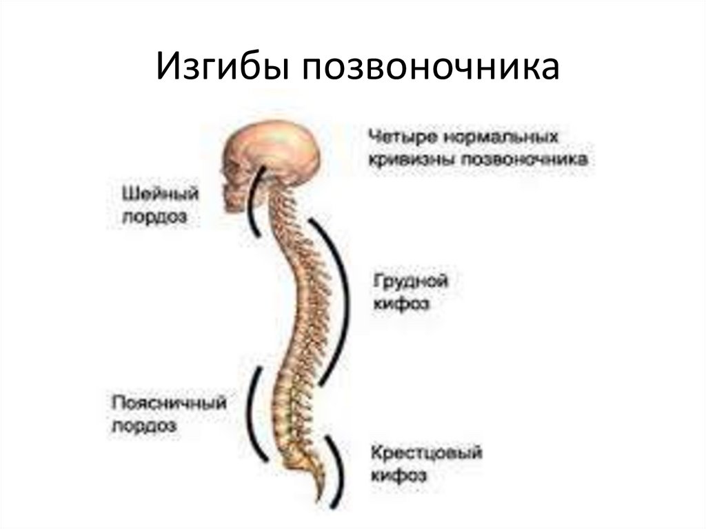 Изгибы позвоночника