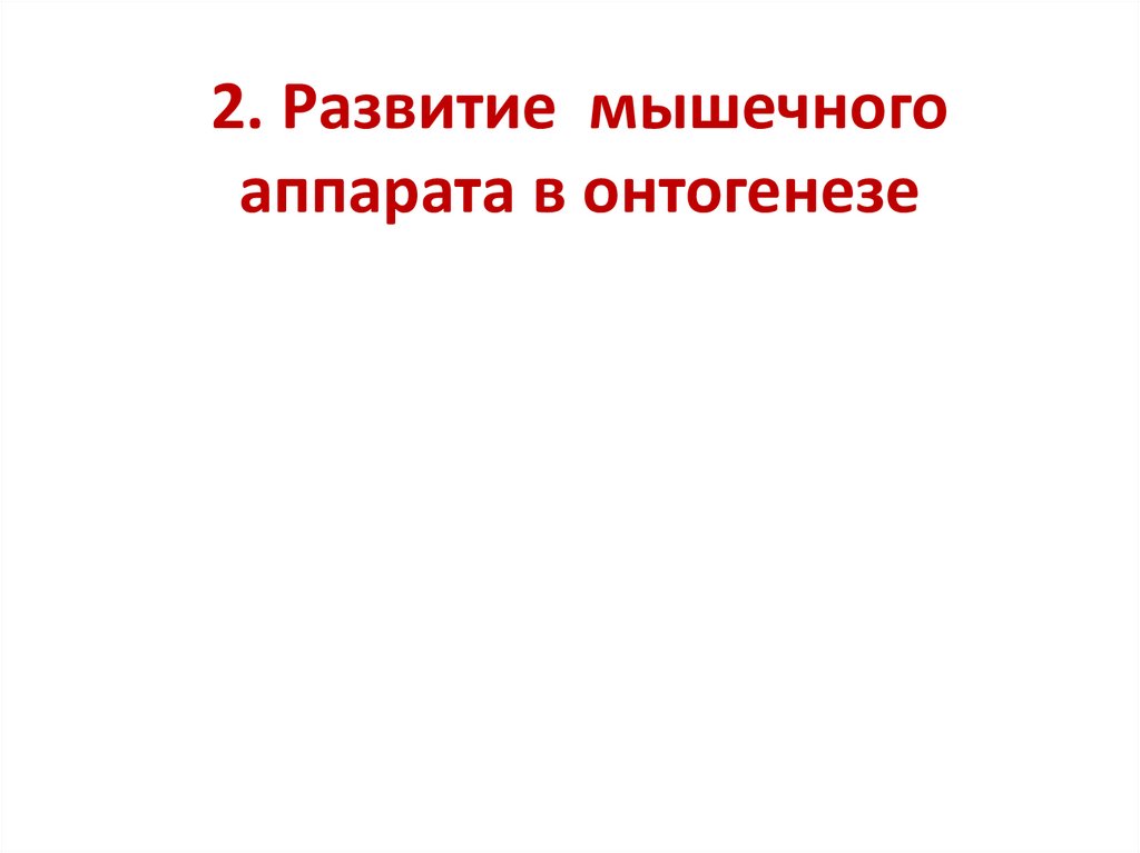 2. Развитие мышечного аппарата в онтогенезе