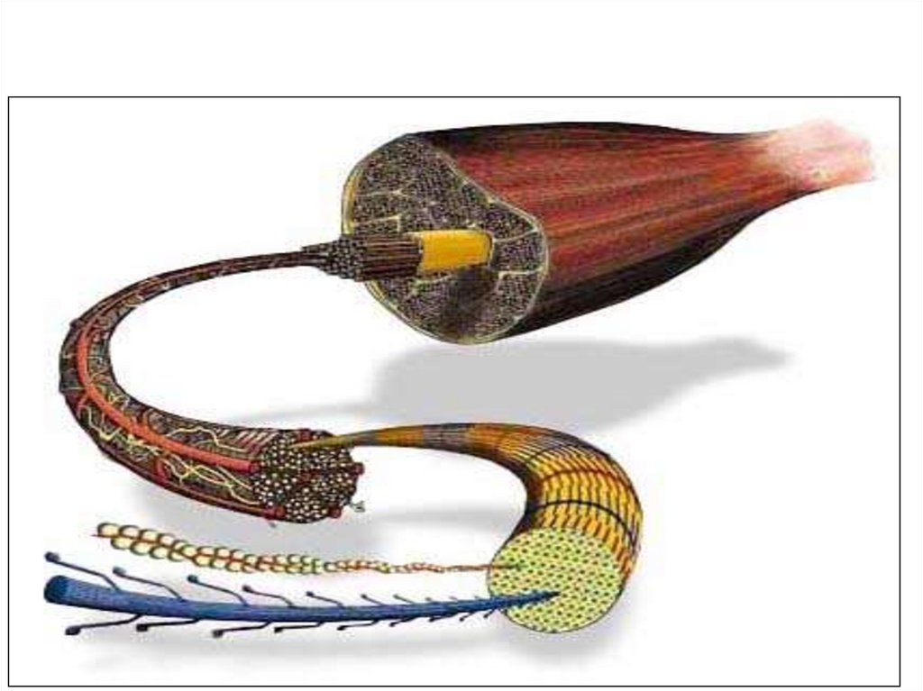 Строение мышцы