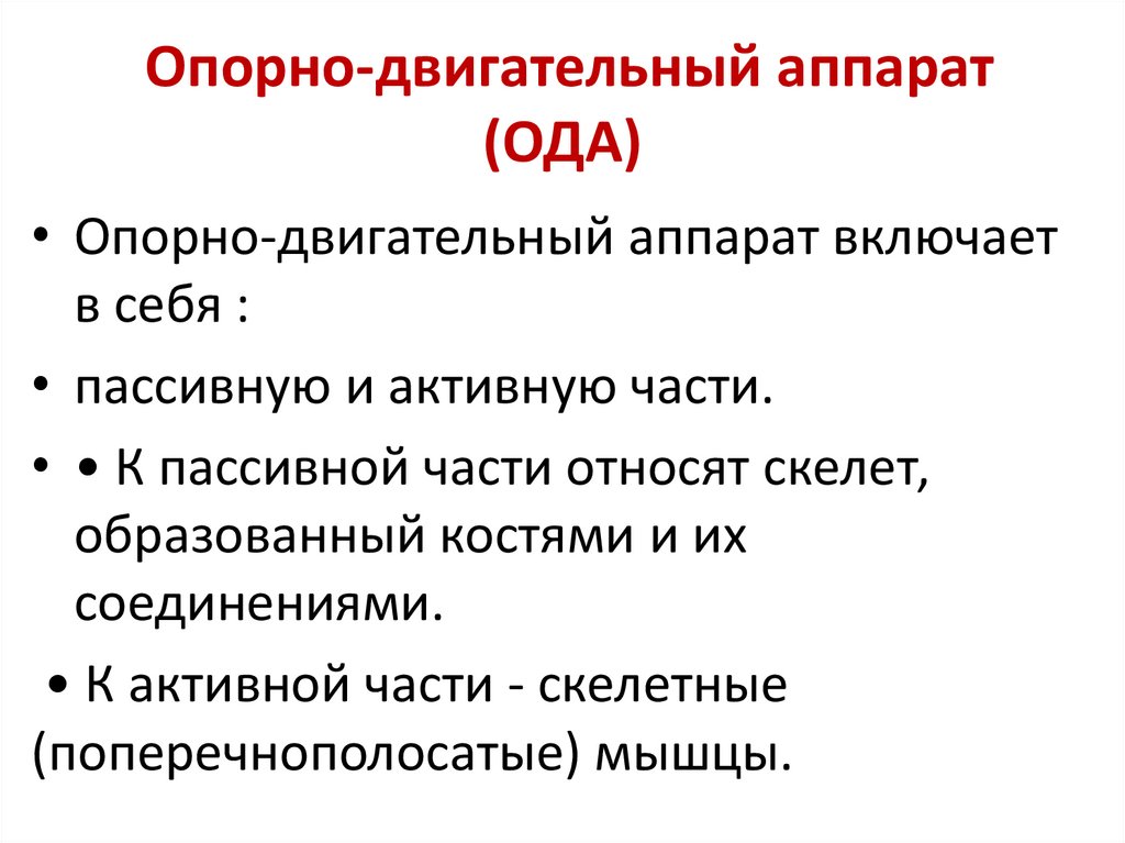 Опорно-двигательный аппарат (ОДА)